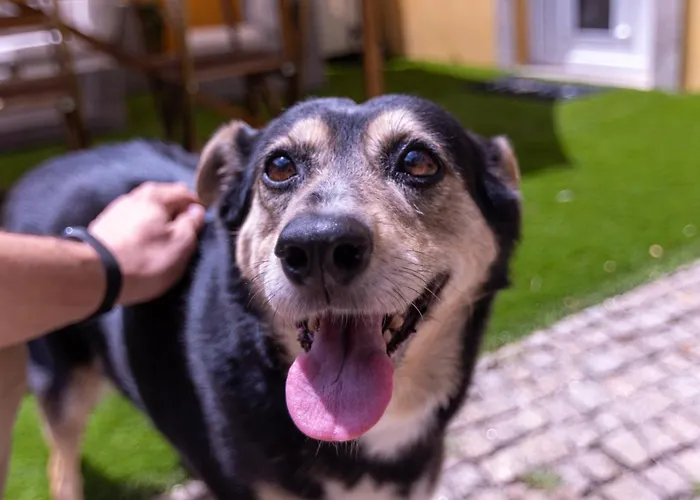 Yellow House - Ecohost 4*